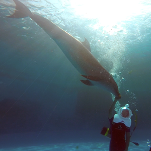 Dolphin sea trek at dolphin discover grand cayman