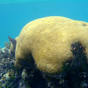 Einstein Brain Coral Belize