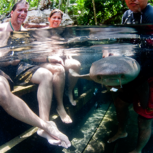 feeding, petting, swimming with in sharks jamaica